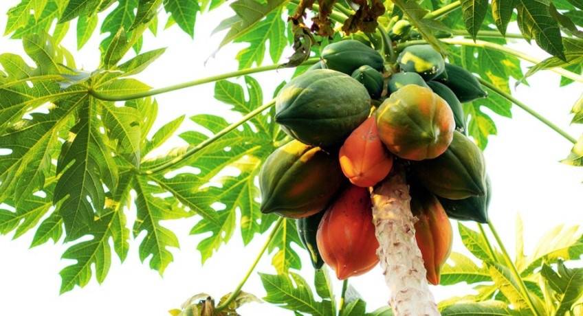 La papaya biologica siciliana: un tesoro nascosto de L'Orto di Rosolino