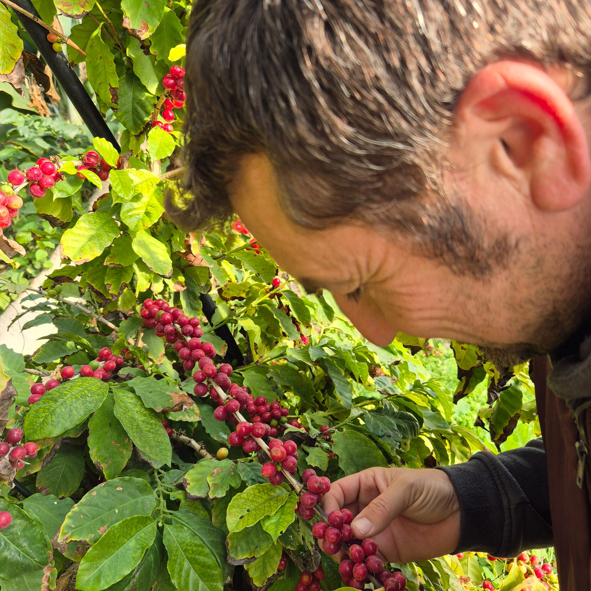 Rosolino Palazzolo: nasce in Sicilia il primo micro-lotto di caffè Arabica biologico coltivato a Terrasini