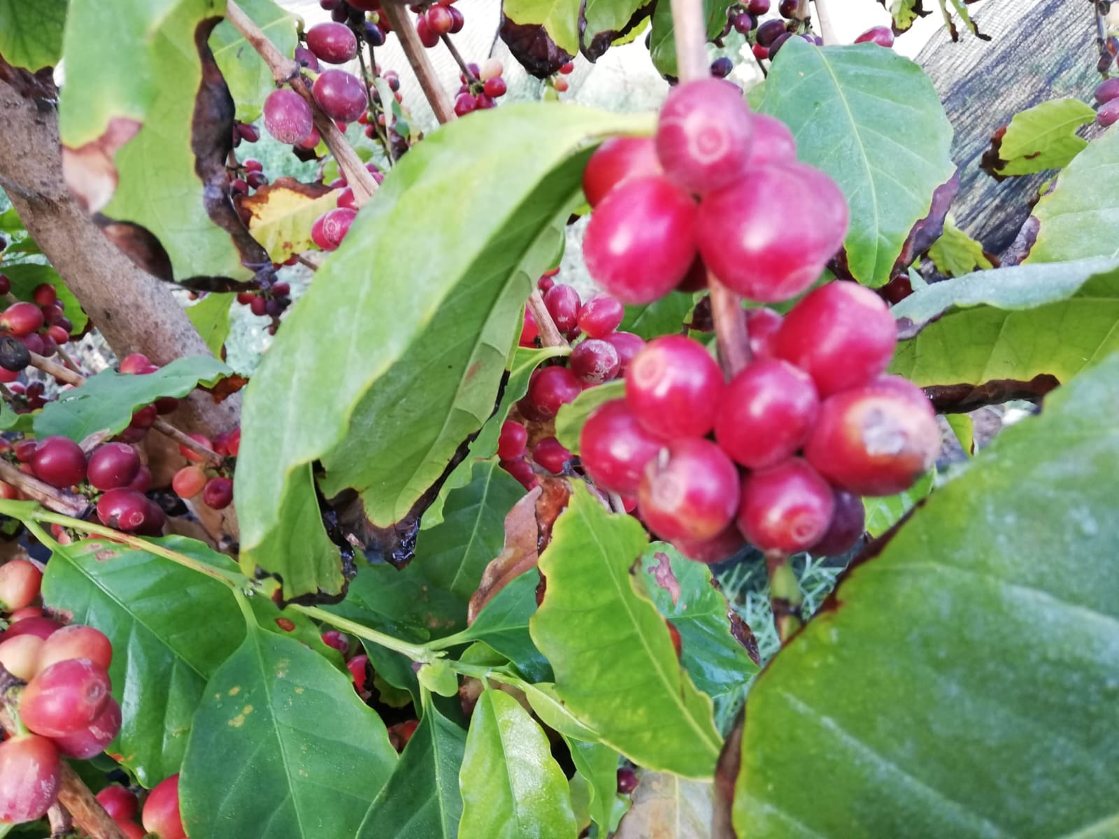 Liquore Rosso Caffè alla Cascara Bio – Artigianale