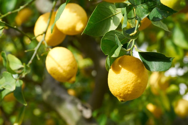 Spremuta di Limone Siciliano Bio | senza zuccheri aggiunti  430 gr